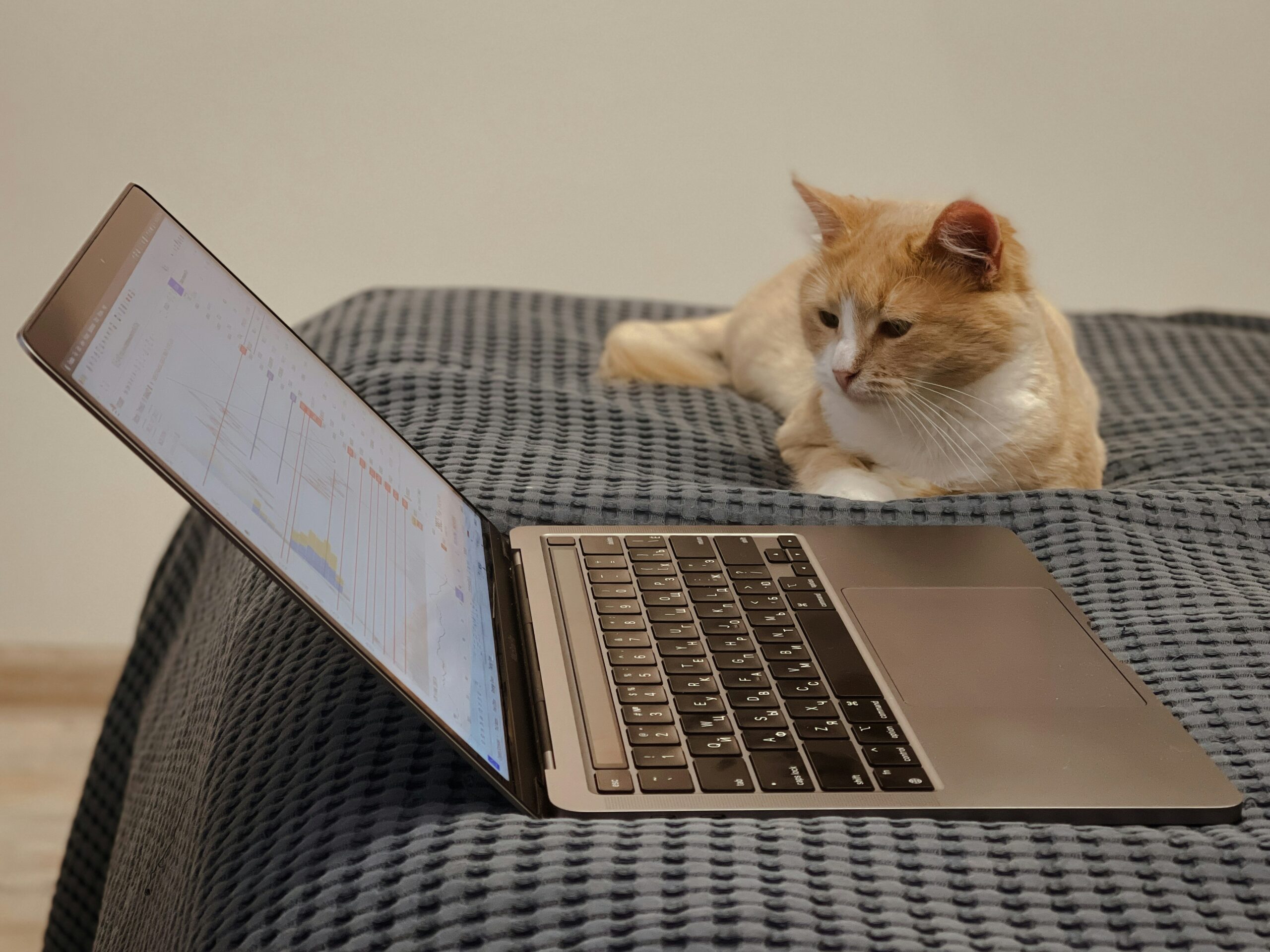 orange and white cat