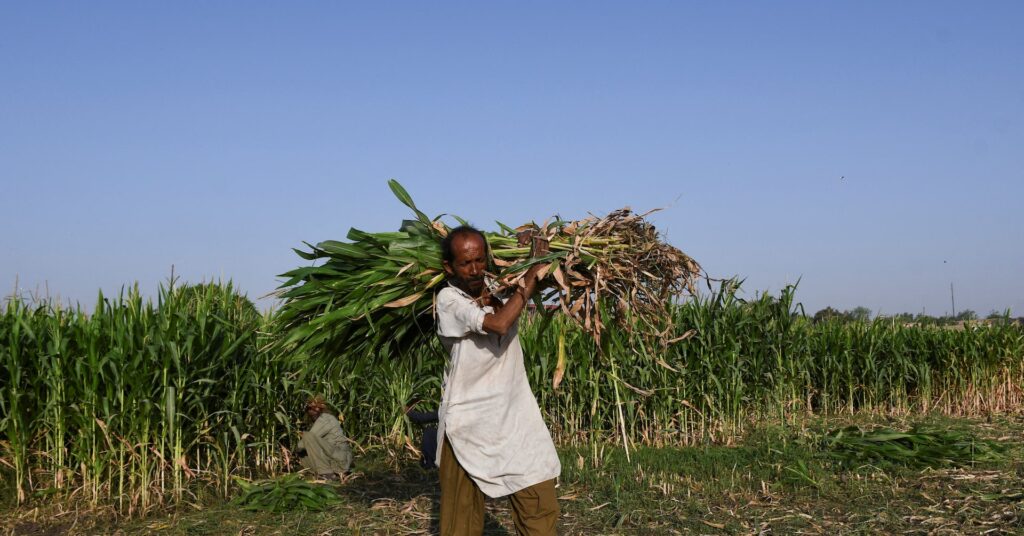 War in Iran threatens fresh food-price shock across developing world