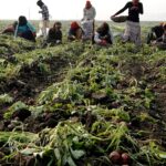 India’s farm exports seen to touch $55 billion in 2025, trade minister says