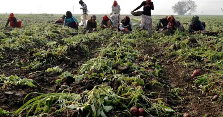 India’s farm exports seen to touch $55 billion in 2025, trade minister says